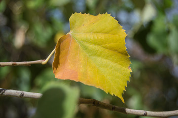 a yellow leaf isolated and hung from the branch of a tree
