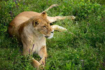 lioness on green grass