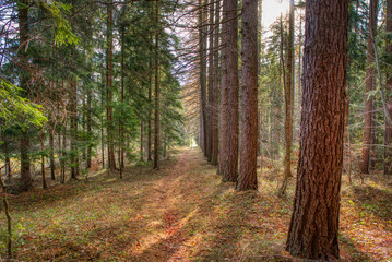 Fototapeta premium Gorgeous alley of tree on border pass in autumn, Czech Beskydy