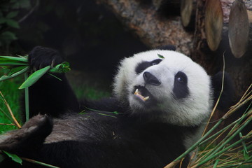 panda eating bamboo