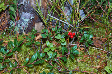 Obraz premium Cranberry berry on the branches of the last autumn.