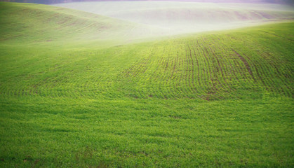 The field of young wheat. Background green grass