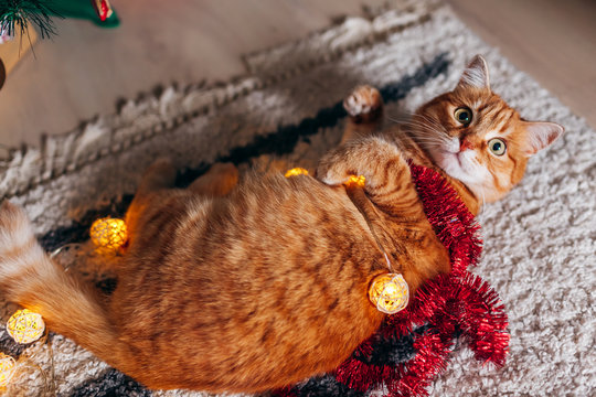 Ginger cat playing with garland under Christmas tree. Christmas and New year concept