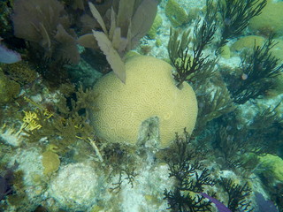 Brain Coral with Stag 