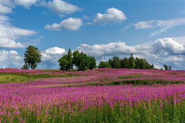 Fototapeta na wymiar Fields of flowers. Pskov region. Russia