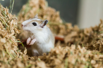 Mongolische Wüstenrennmaus (Meriones) als Haustier