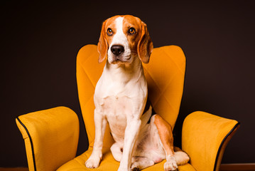 A beagle dog sits on a yellow chair in front of a black background. Cute dog on furniture.