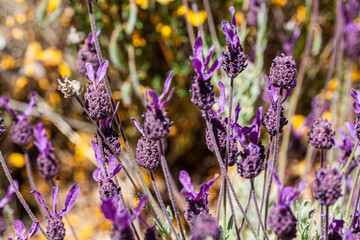 Lavanda