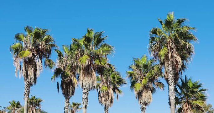 wild palm trees with a blue sky background