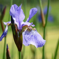 Foto op Plexiglas anti-reflex Blue flower of Iris sibirica blooming in the garden, green background  © Zigmunds Kluss