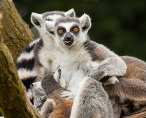 Katta (Lemur catta)