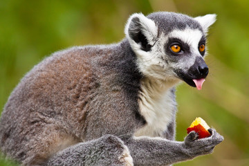 Naklejka na ściany i meble Katta (Lemur catta)