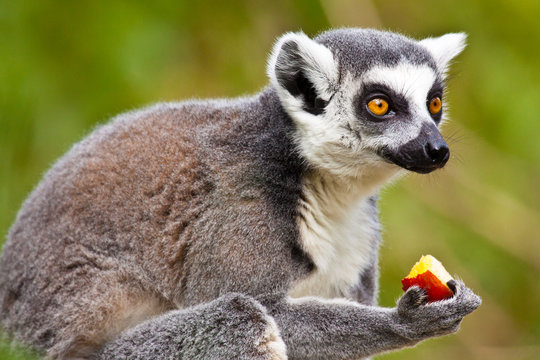 Katta (Lemur catta)