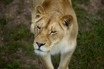 lioness on green grass, close up, top view