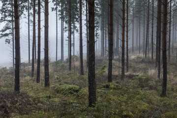 Fototapeta na wymiar Forêt dans la brume, Finlande, Enonkoski