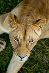 Fototapeta premium lioness on green grass, close up, top view