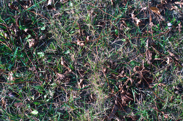 autumn leaves on green grass.