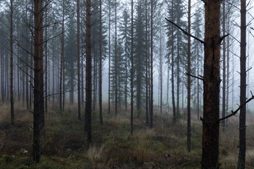 Obraz premium Forêt dans la brume, Finlande, Enonkoski