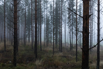 Forêt dans la brume, Finlande, Enonkoski