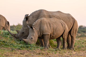 Fototapeta premium Breitmaulnashorn (Ceratotherium simum) in Namibia