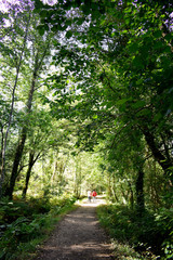 Souto da Retorta, also known as the Chavin eucalyptus, in Vivero, Galicia. Spain. Europe.