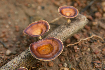 Brown mushroom Microporus xanthopus  Fr. Kuntze on tree branch..