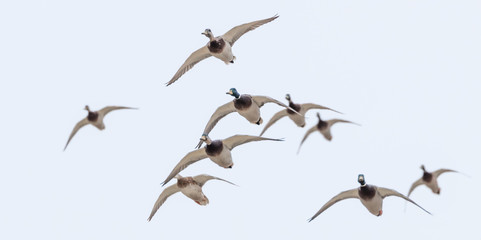 Flock of mallard ducks
