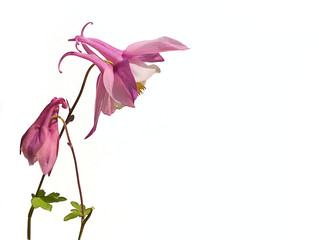 Pink columbine flowers isolated on white background