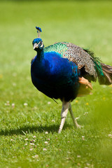 Fototapeta premium Blaue Pfau (Pavo cristatus)