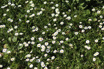white flowers on green background
