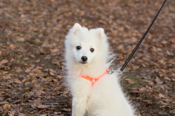 Cute japanese spitz puppy is looking at the camera. Pet animals.