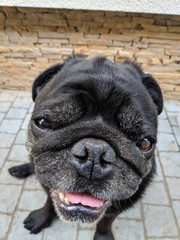 english bulldog in front of white background