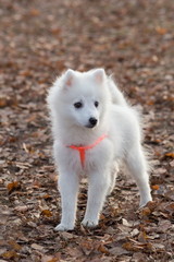 Cute japanese spitz puppy in beautiful dog collar is standing in the autumn park. Pet animals.