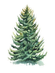 Christmas spruce with shadow watercolor realistic