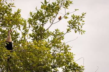 Aninga lectures orange backed troupial