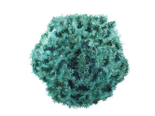 Top view of a decorative blue pine conifer ball for landscape design watercolor fill