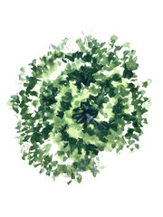 Curly watercolor landscape planning tree form