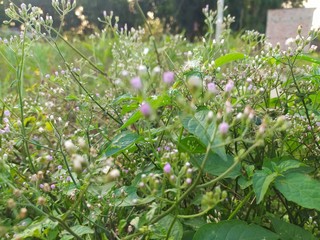 white flowers in garden