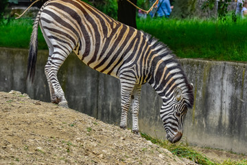 zebra walking down a slope