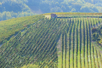 Broni, Pavia, Oltrpo' Pavese - vigneti per la produzione di uva da vino rosso e bianco 