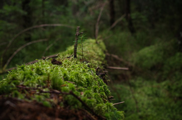 green moss on the tree