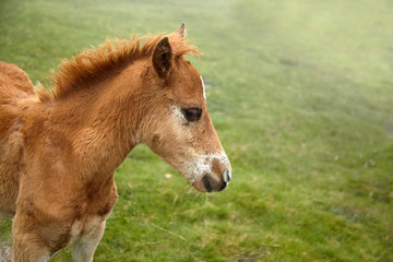 Naklejka na ściany i meble A foal with a white spot on his forehead walks in the pasture at a foggy summer day, closeup