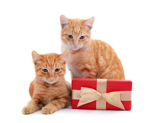 Two kittens with a gift.