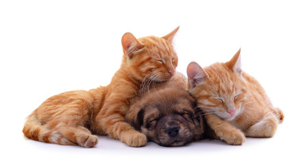 Two cats and dog.