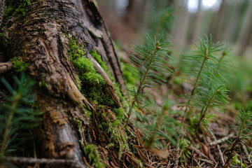 Naklejka premium moss and small pines in the forest 