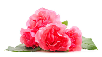 Beautiful pink flowers.