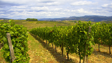 Fototapeta na wymiar Vineyards in the hills of Portugal - beautiful nature - travel photography