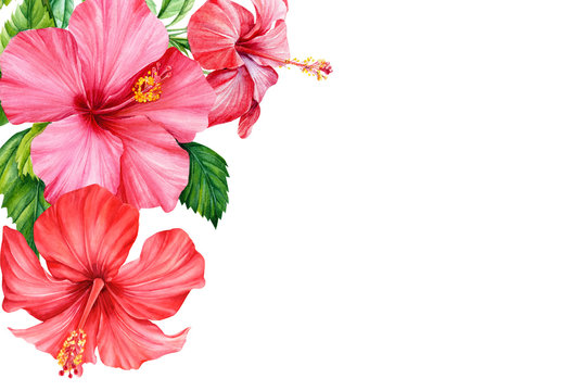 28,967 Best Hibiscus Watercolor Images, Stock Photos & Vectors | Adobe Stock