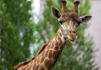Giraffe head closeup