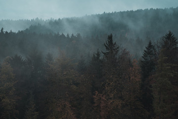 Mystical mood above the forest